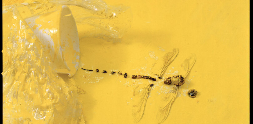 © Josep Vicent Monzó. De la serie Animales, F68. Valencia, 1987.